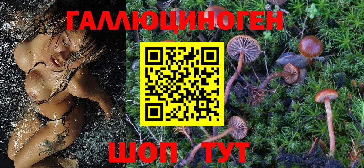 Галлюциногенные грибы Psilocybine cubensis Мегион